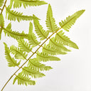 Bracken Fern Stem | 43"