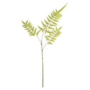 Bracken Fern Stem | 43"