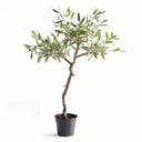 Olive Tree Drop In