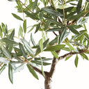 Olive Tree Drop In