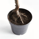 Olive Tree Drop In