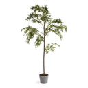 Maple Tree 84"
