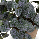 Fittonia Plant in Clay Pot