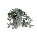 Fittonia Plant in Glazed Clay Jar