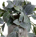 Fittonia Plant in Glazed Clay Jar