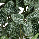 Fittonia Plant in Glazed Clay Jar