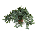 Fittonia Plant in Terracotta Tom Pot