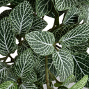 Fittonia Plant in Terracotta Tom Pot