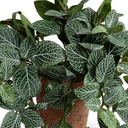 Fittonia Plant in Terracotta Tom Pot