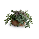 Fittonia, Creeping Fig, Rex Begonia in clay bowl