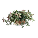 Fittonia, Inch Plants in clay bowl