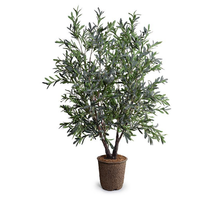 Olive Tree | Double-Trunk