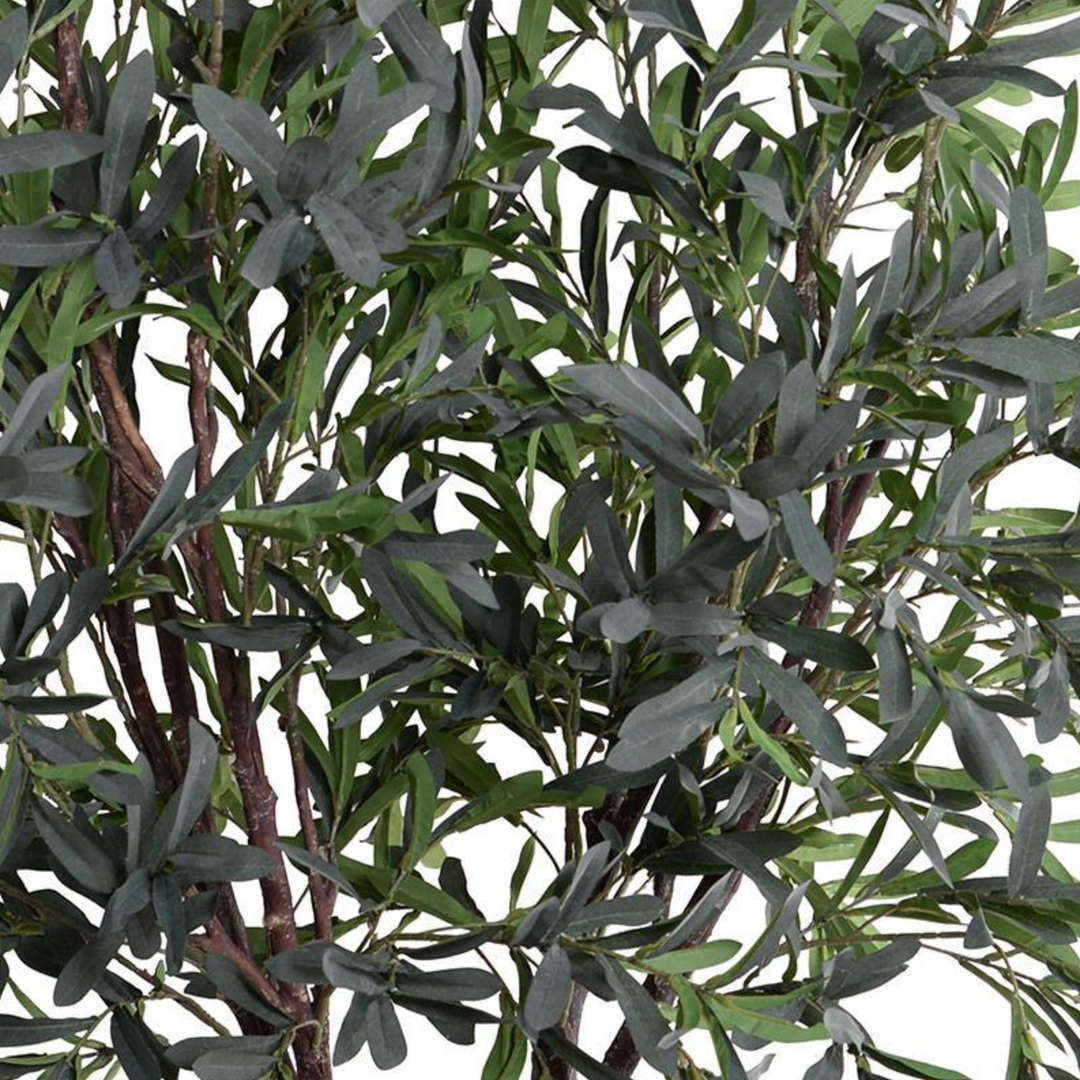 Olive Tree | Double-Trunk