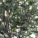 Olive Tree