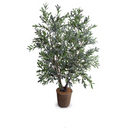 Olive Tree