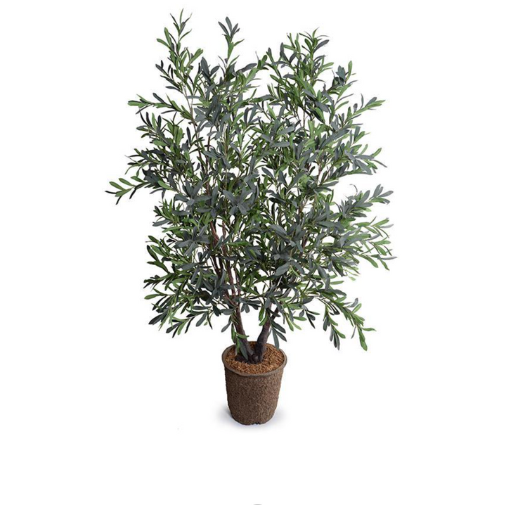 Olive Tree | Double-Trunk