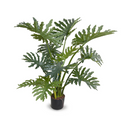 Philodendron Selloum Plant