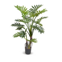 Philodendron Selloum Plant