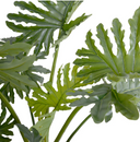 Philodendron Selloum Plant