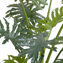 Philodendron Selloum Plant