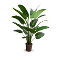 Traveller's Palm Tree