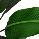 Traveller's Palm Tree