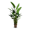 Traveller's Palm Tree Luxe