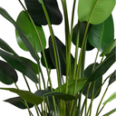 Traveller's Palm Tree Luxe