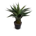 Agave Plant