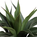 Agave Plant