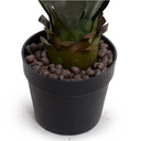 Agave Plant