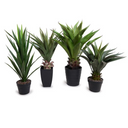 Agave Plant