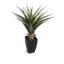 Agave Plant