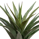 Agave Plant