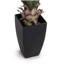 Agave Plant