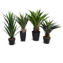 Agave Plant