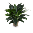 Aspidistra Plant