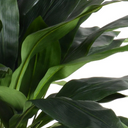 Aspidistra Plant