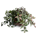 Assorted Greenery in clay bowl