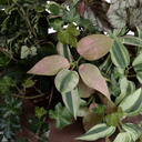 Assorted Greenery in clay bowl