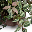 Assorted Greenery in clay bowl