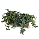 Assorted Greenery in long clay planter