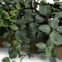 Assorted Greenery in long clay planter