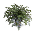 Athyrium Lady Fern