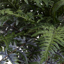 Athyrium Lady Fern