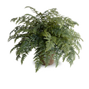 Athyrium Lady Fern