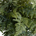 Athyrium Lady Fern