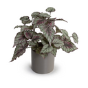 Begonia Plant in ceramic pot