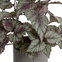 Begonia Plant in ceramic pot