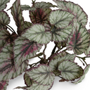 Begonia Plant in ceramic pot